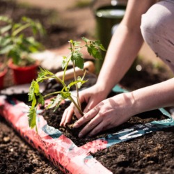 Rocket Gro Tomato & Veg Planter